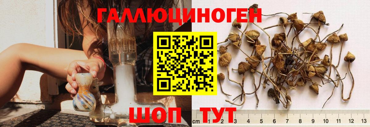 Псилоцибиновые грибы Psilocybine cubensis Севастополь